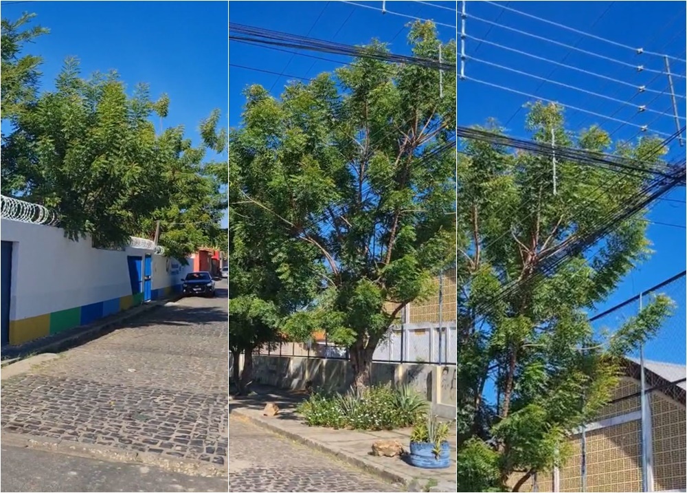 Árvores encostam em fios de alta tensão na frente de creche em Teresina