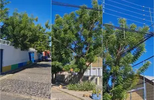 Árvores encostam em fios de alta tensão na frente de creche em Teresina (Foto: Reprodução)