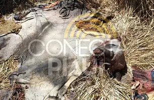 Criminosos invadem fazenda, matam gado e roubam a carne em cidade do Piauí (Foto: Reprodução)