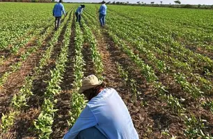 Estiagem afeta produção de arroz no Piauí (Foto: Reprodução)