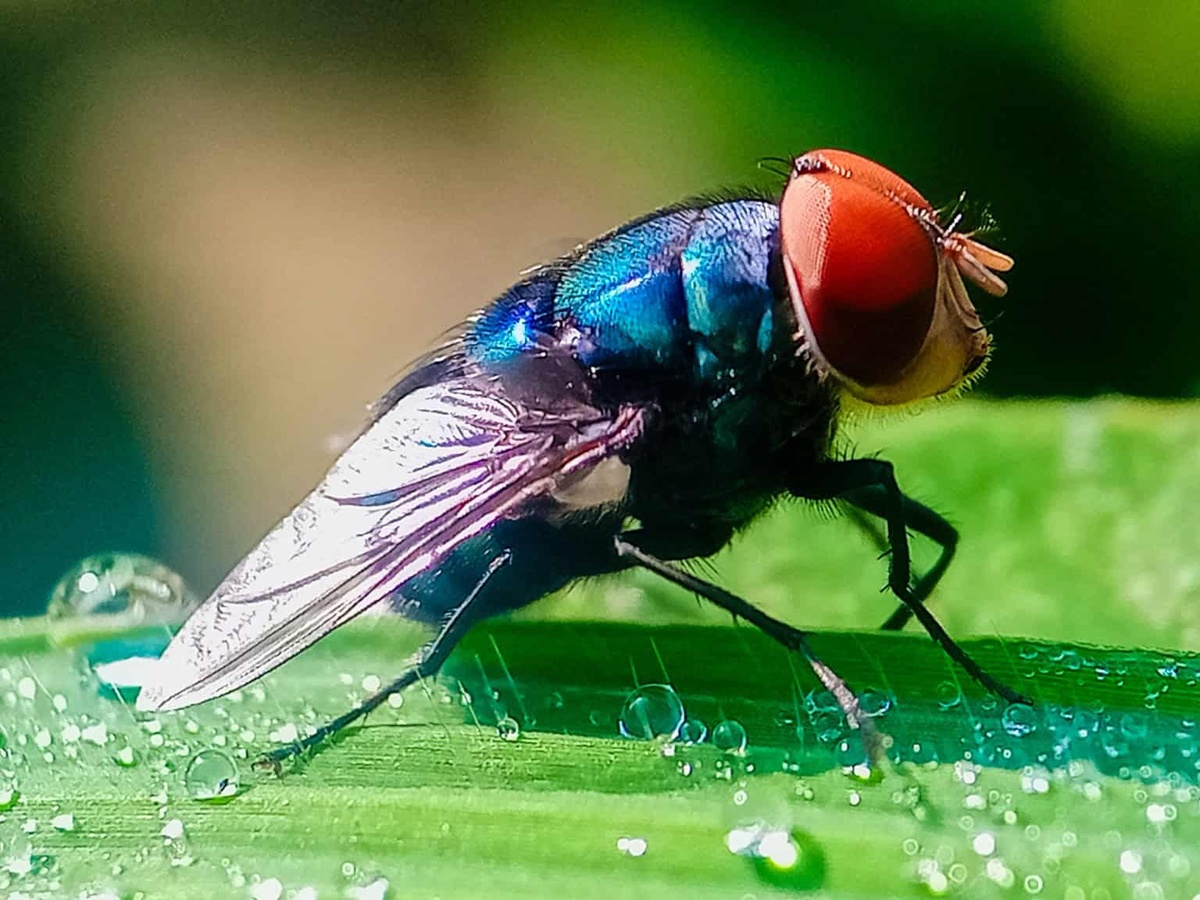 EUA confirmam primeiro caso humano de mosca-da-bicheira; entenda riscos e prevenção