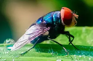 EUA confirmam primeiro caso humano de mosca-da-bicheira; entenda riscos e prevenção (Foto: Imagem: Rmd_17/Shuttestock)