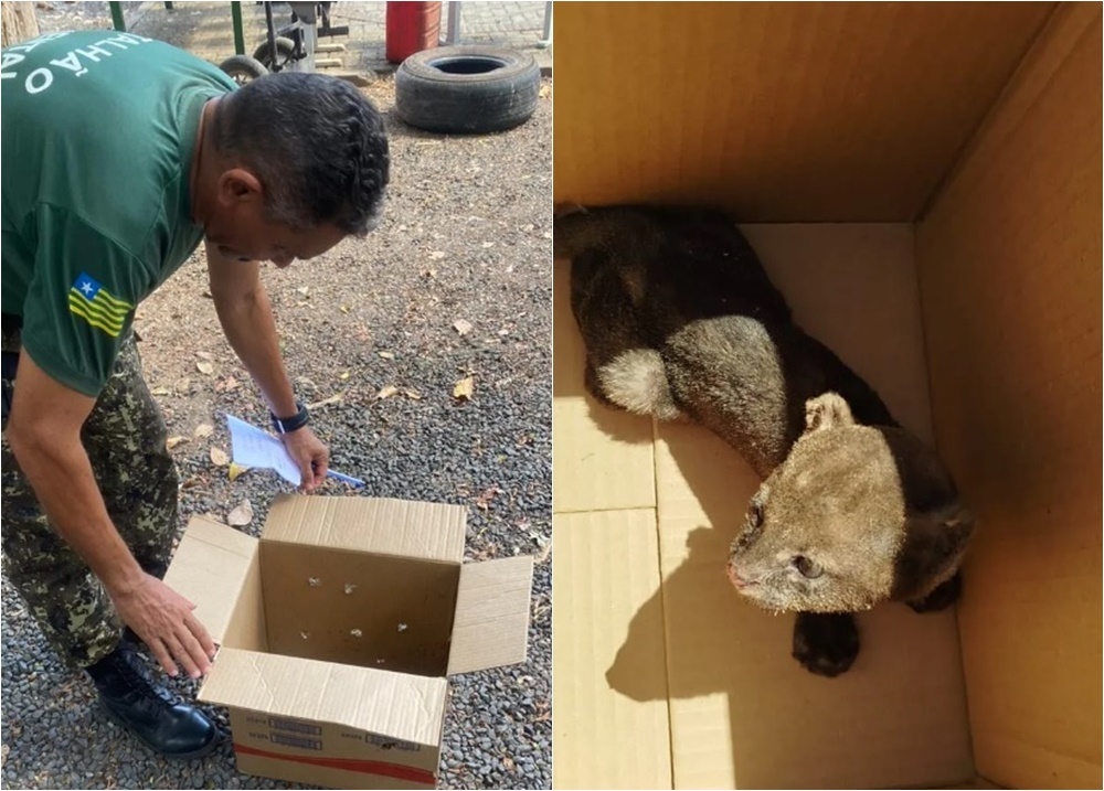 Felino silvestre é capturado em União