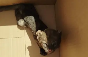 Felino silvestre é capturado em União (Foto: PM-PI)