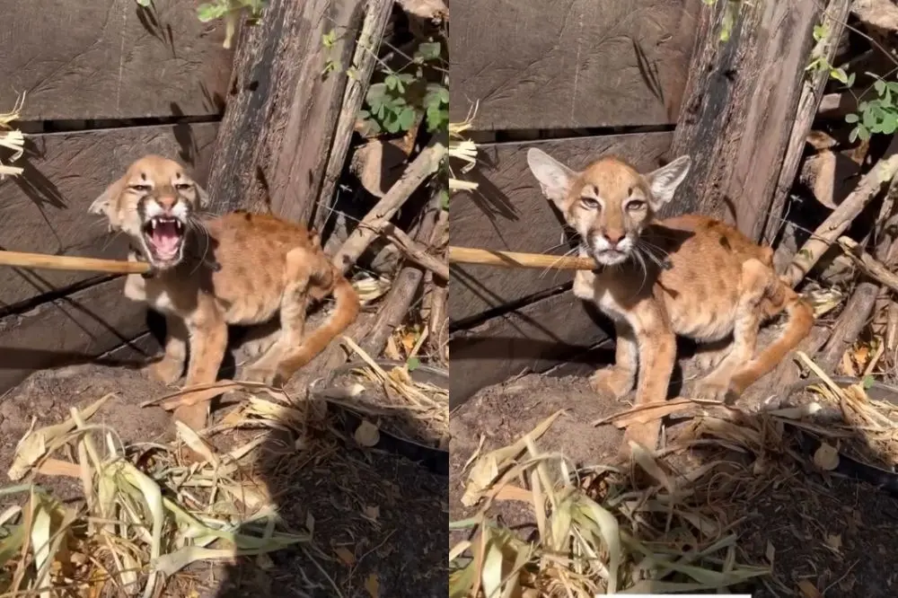 Filhote de onça-parda desnutrida é resgatado na zona rural de Nazaré do Piauí