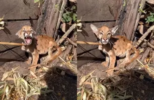 Filhote de onça-parda desnutrida é resgatado na zona rural de Nazaré do Piauí (Foto: Instagram/Dávylla Kayllanne)