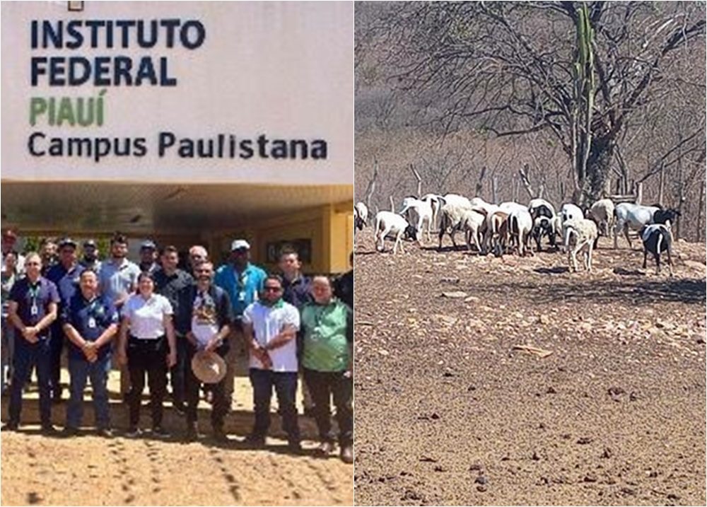 Ministério da Agricultura investiga mortes de animais no Piauí