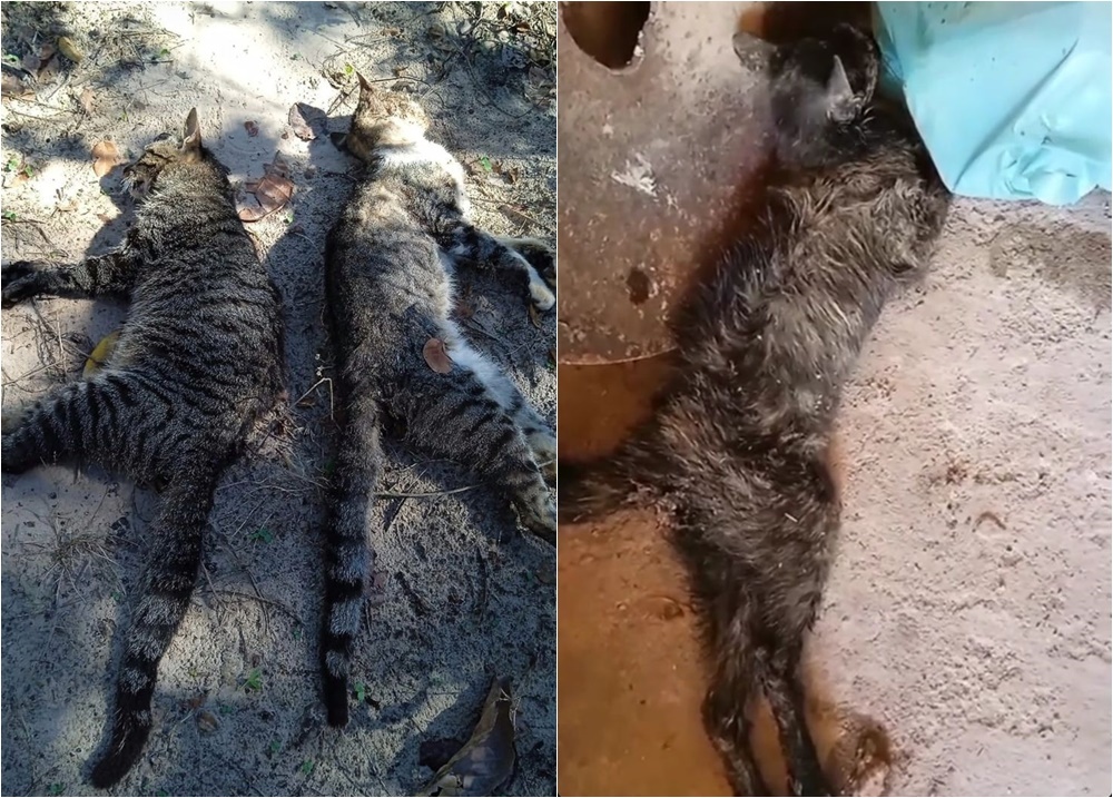 Moradores denunciam envenenamento de animais em cidade do Piauí