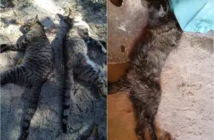 Moradores denunciam envenenamento de animais em cidade do Piauí (Foto: Reprodução)