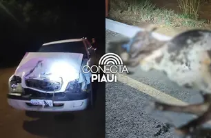 Motorista colide com vaca solta na PI-130 entre Nazária e Palmeirais (Foto: Repórter 12/Conecta Piauí)