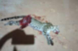 Onça-pintada morre após ser atropelada em estrada de Nazária (Foto: Reprodução) Onça-pintada morre após ser atropelada em estrada de Nazária (Foto: Reprodução)