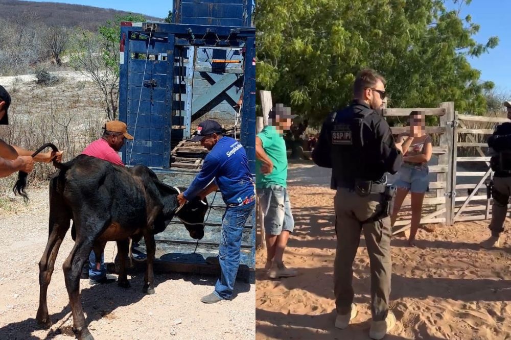 Operação Porteira Fechada recolhe animais e autua donos no Vale do Canindé