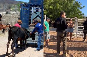 Operação Porteira Fechada recolhe animais e autua donos no Vale do Canindé (Foto: Reprodução)