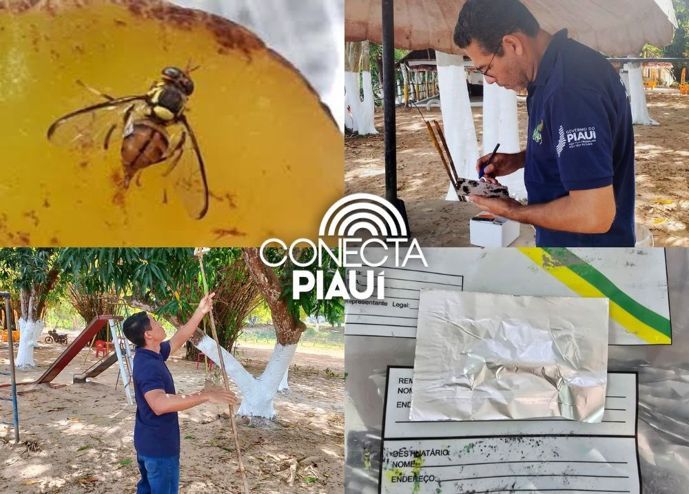 Piauí recebe armadilhas para combate da praga da mosca da carambola