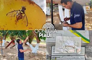 Piauí recebe armadilhas para combate da praga da mosca da carambola (Foto: Reprodução)