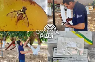 Piauí recebe armadilhas para combate da praga da mosca da carambola (Foto: Reprodução)