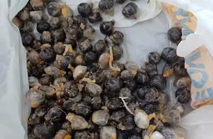 Preso retorna em São Luís de saída temporária com muita maconha no estômago (Foto: Reprodução)