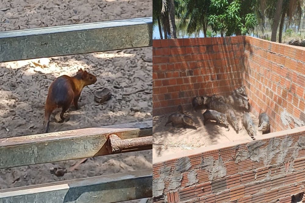 PRF resgata quase 50 animais silvestres criados para venda de carne no Piauí