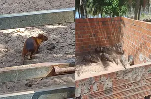 PRF resgata quase 50 animais silvestres criados para venda de carne no Piauí (Foto: Reprodução/PRF)