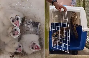 Semarh realiza pré-soltura de corujas resgatadas ainda no início de 2025 (Foto: Reprodução)