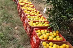 Setor de suco de laranja estima prejuízo de R$ 1,54 bi com tarifaço de Trump (Foto: Reprodução)