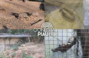 Zoobotânico de Teresina passa por revitalização e terá visitas durante a noite (Foto: Conecta Piauí)