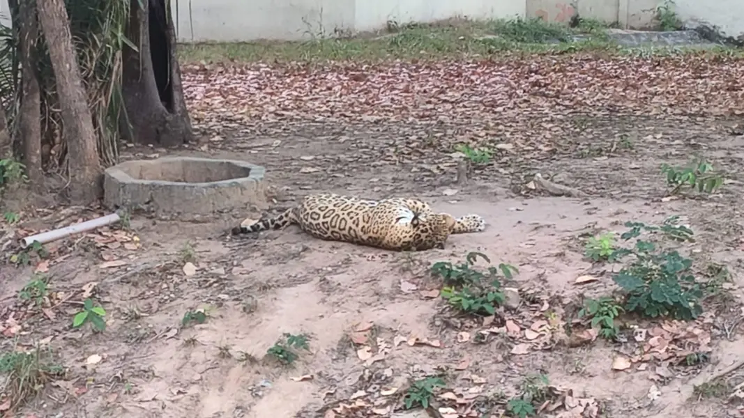 Zoobotânico de Teresina