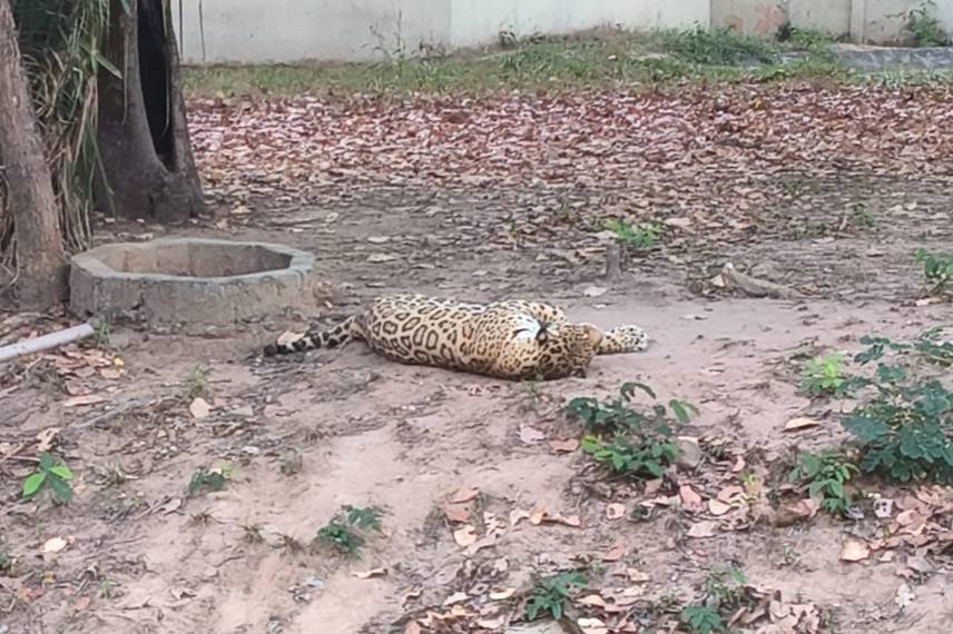 Zoobotânico de Teresina Zoobotânico de Teresina