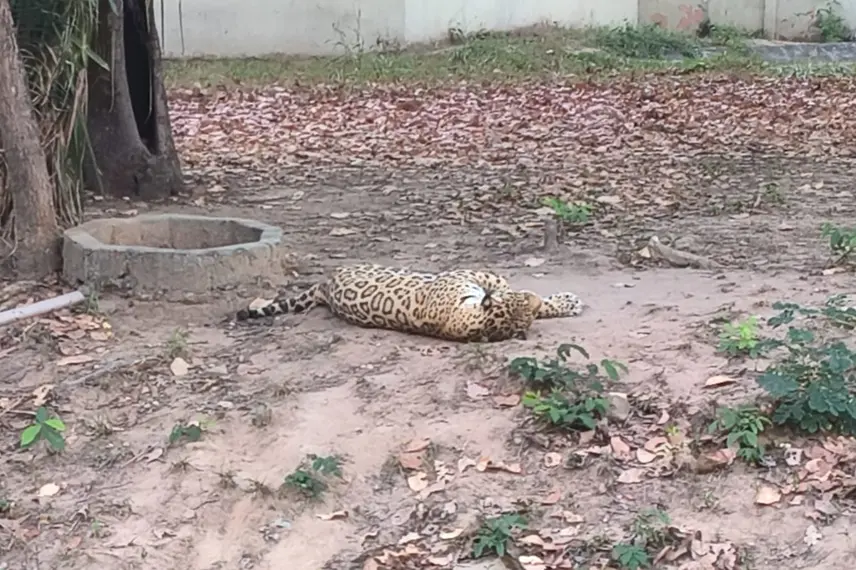 Zoobotânico de Teresina