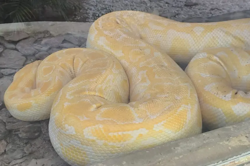Zoobotânico de Teresina