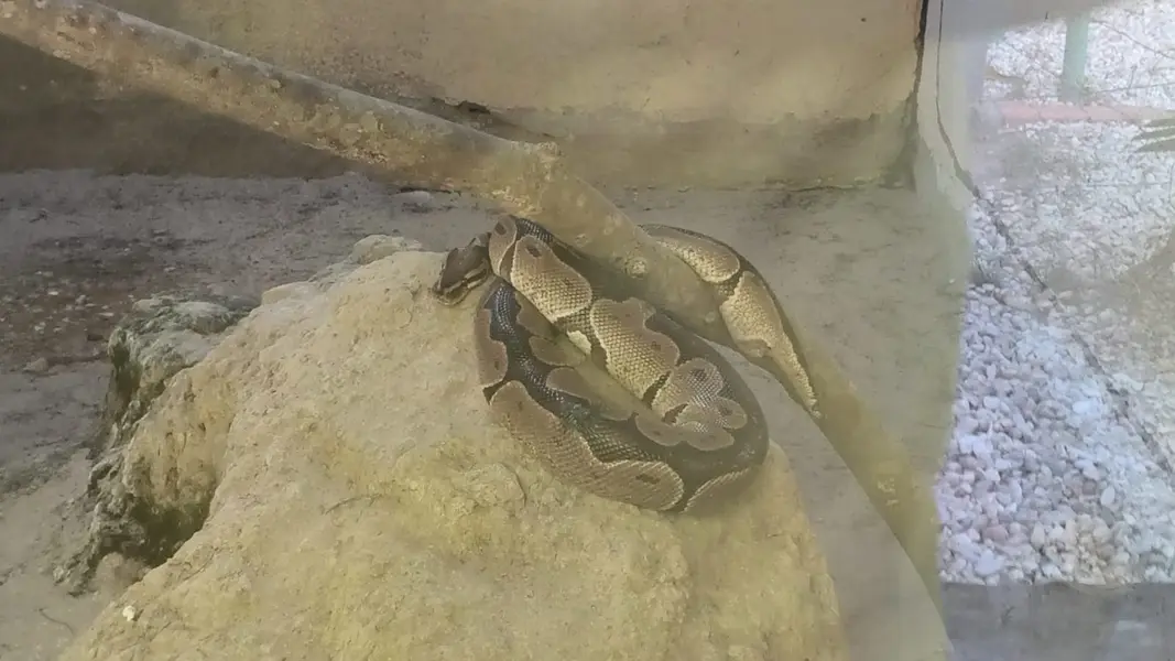 Zoobotânico de Teresina