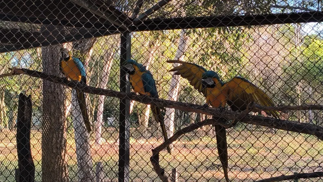 Zoobotânico de Teresina