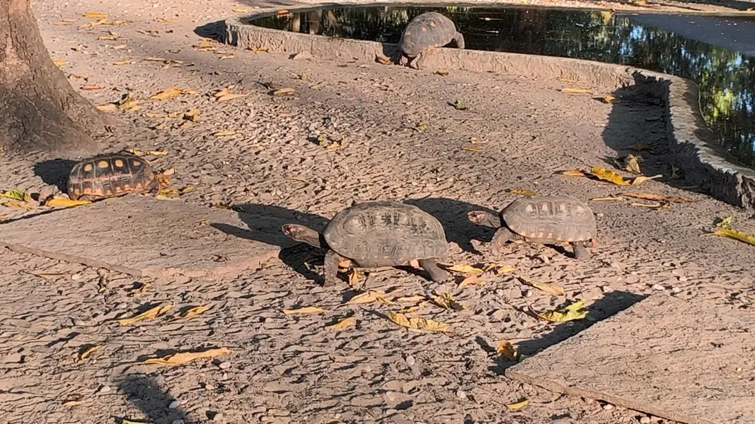 Zoobotânico de Teresina