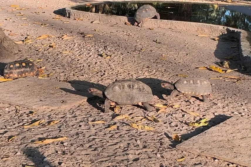 Zoobotânico de Teresina