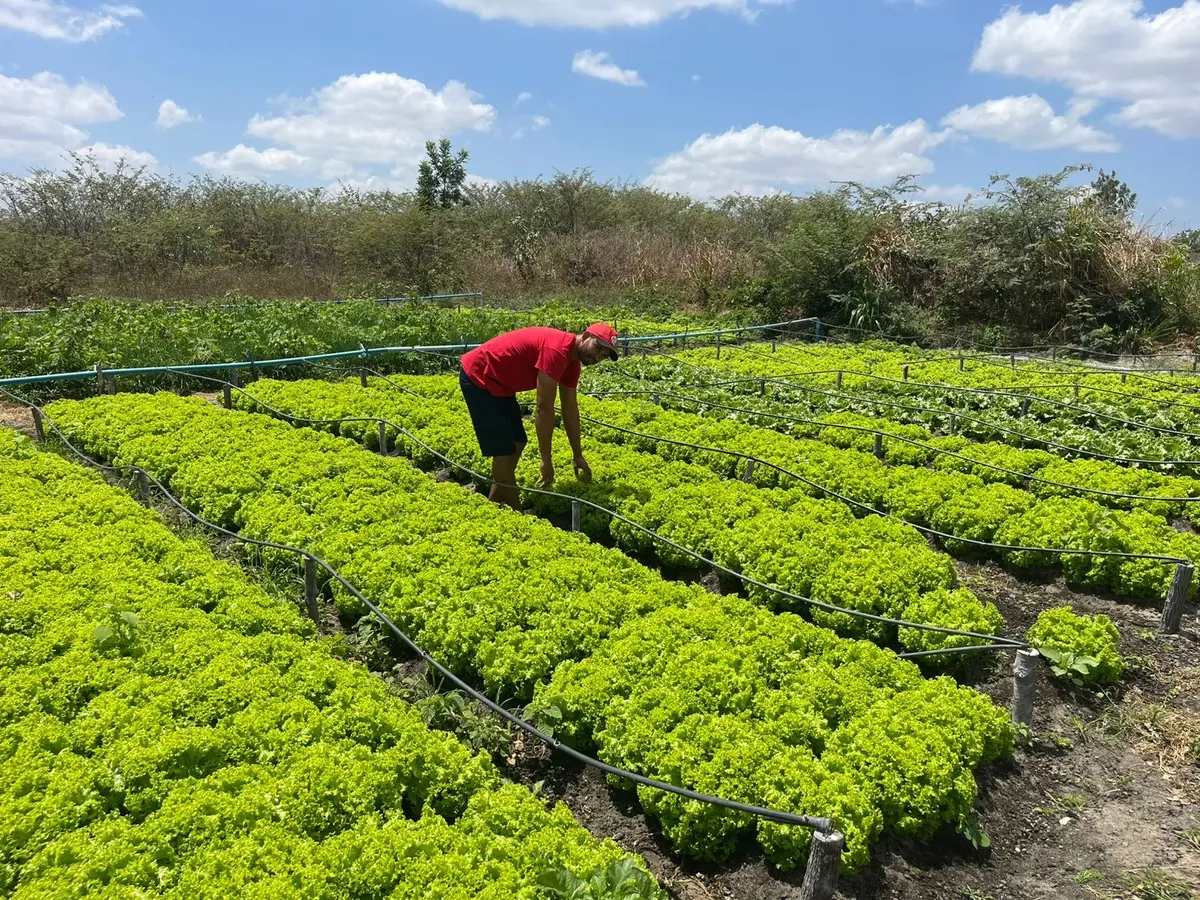 Agroecologia fortalece agricultura familiar no semiárido de Pedro II