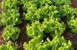 Alface (Foto: Reprodução)