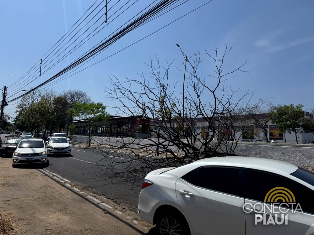 Árvore seca cai e complica trânsito na Avenida João XXIII, em Teresina