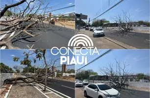 Árvore seca cai e complica trânsito na Avenida João XXIII, em Teresina (Foto: Conecta Piauí)