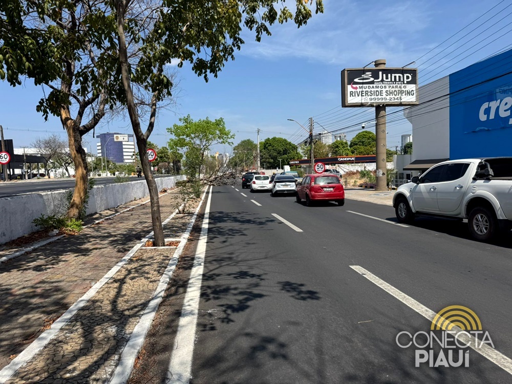 Árvore seca cai e complica trânsito na Avenida João XXIII, em Teresina