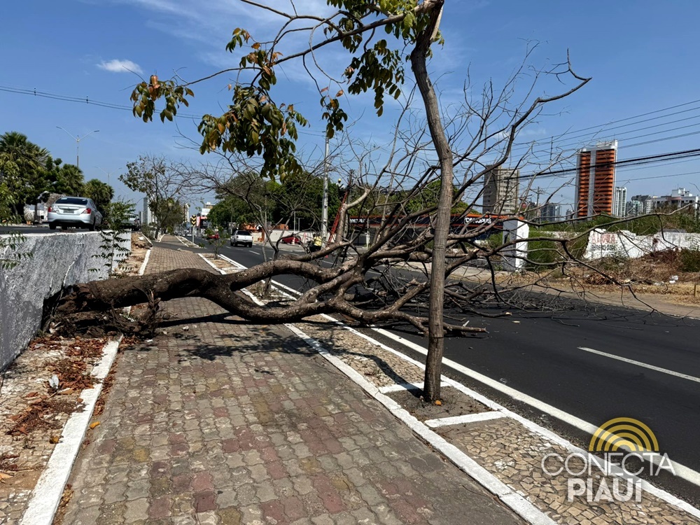 Árvore seca cai e complica trânsito na Avenida João XXIII, em Teresina
