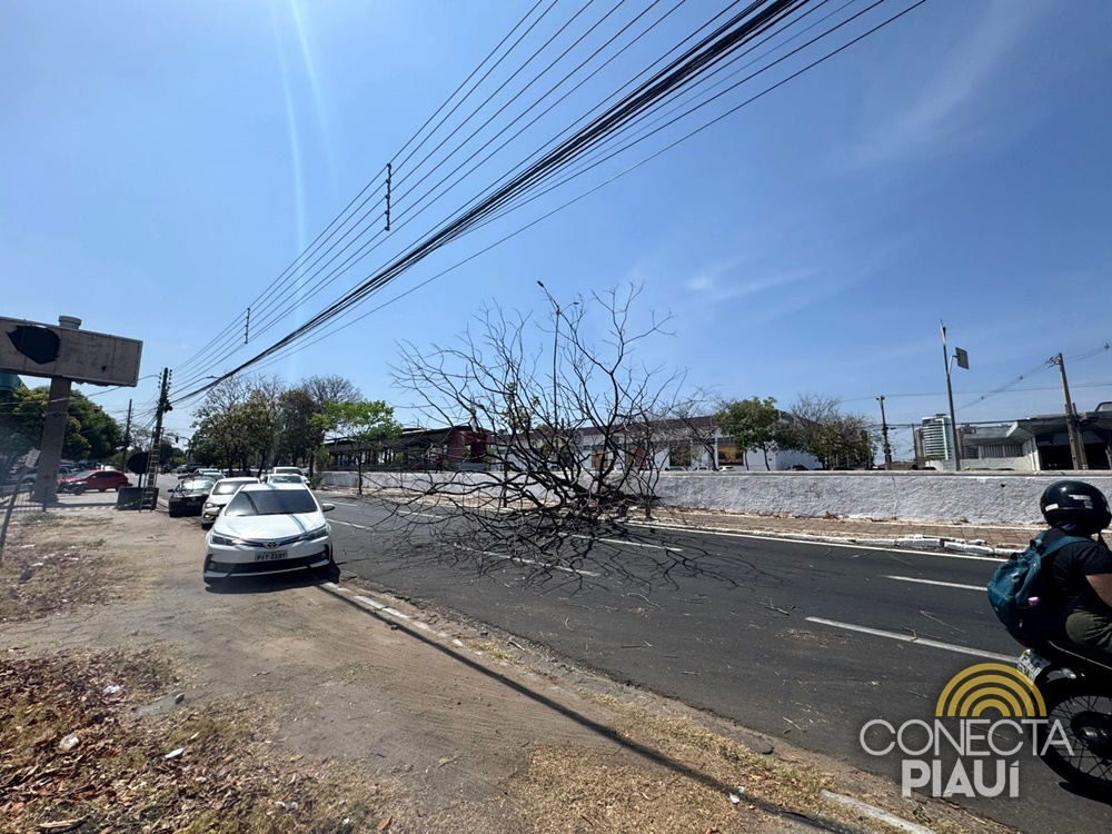 Árvore seca cai e complica trânsito na Avenida João XXIII, em Teresina