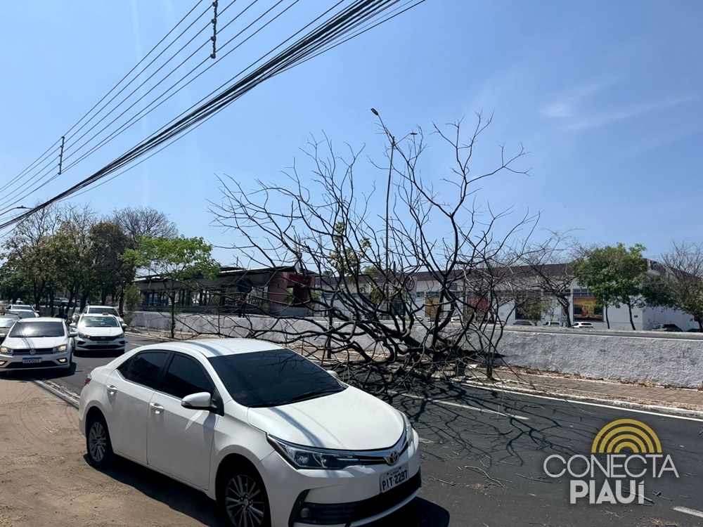 Árvore seca cai e complica trânsito na Avenida João XXIII, em Teresina