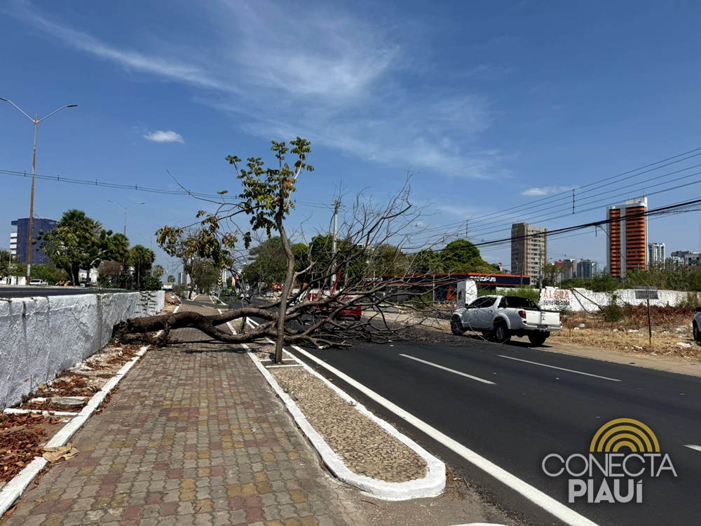 Árvore seca cai e complica trânsito na Avenida João XXIII, em Teresina