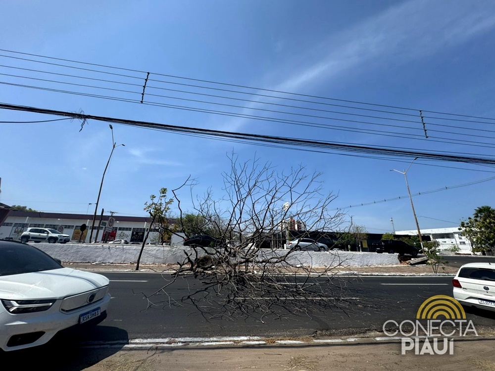 Árvore seca cai e complica trânsito na Avenida João XXIII, em Teresina