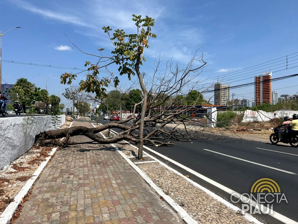 Árvore seca cai e complica trânsito na Avenida João XXIII, em Teresina