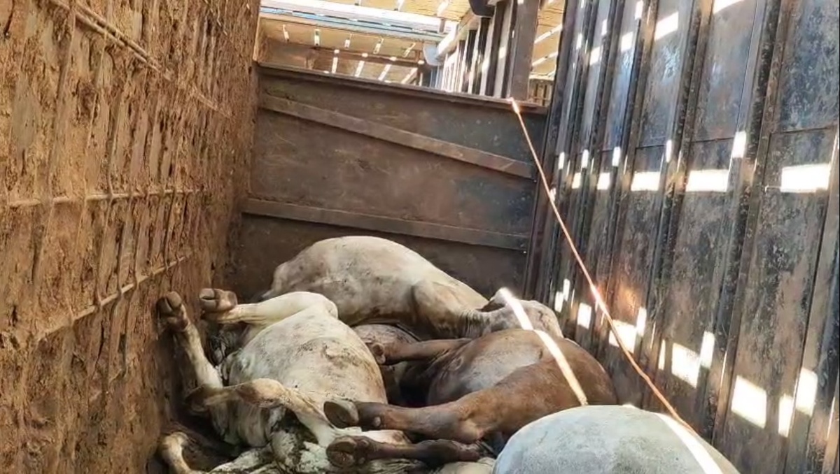 Caminhão com 100 bois tomba e deixa animais mortos na PI-257, no Sul do Piauí
