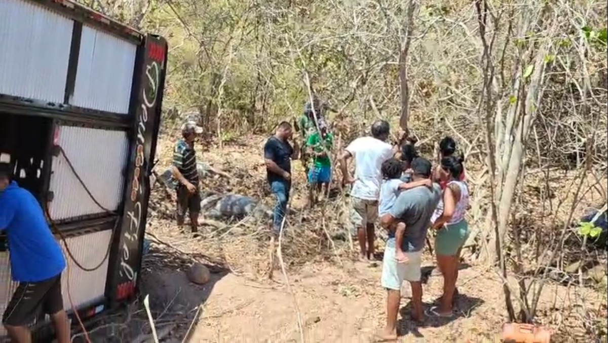 Caminhão com 100 bois tomba e deixa animais mortos na PI-257, no Sul do Piauí