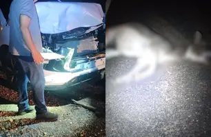 Carro colide com jumento na PI-130 na zona rural de Nazária (Foto: Repórter 12/Conecta Piauí)