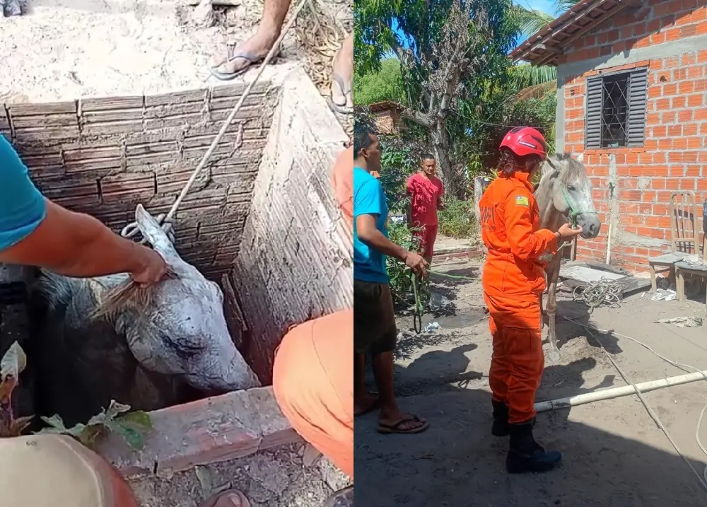 Cavalo cai em fossa e é resgatado por bombeiros na zona Rural de Teresina