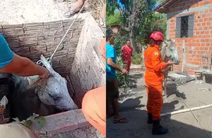 Cavalo cai em fossa e é resgatado por bombeiros na zona Rural de Teresina (Foto: Reprodução)